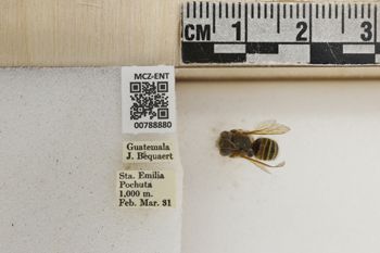 Media type: image;   Entomology 788880 Aspect: Labels